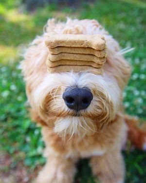 Image post by @animalplanet on Instagram