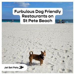 Image post by @jetsetpets on Instagram
