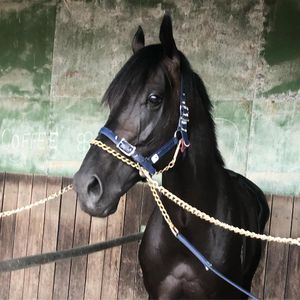 Image post by @australianturfclub on Instagram