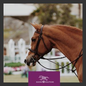 Image post by @equineidsolutions on Instagram
