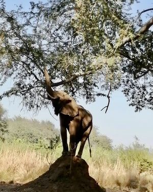 Image post by @chiawasafaris on Instagram