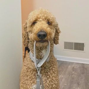 Image post by @pupcorntreats on Instagram