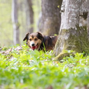 Image post by @triumphpetfood on Instagram