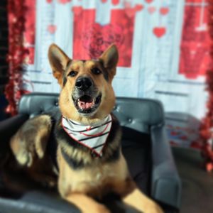 Image post by @alldogsunleashed_clt on Instagram