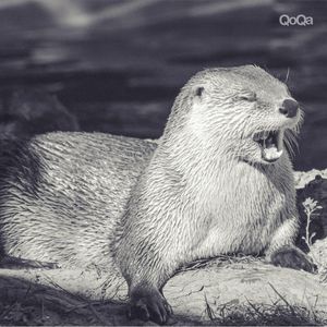 Image post by @qoqa_schweiz on Instagram