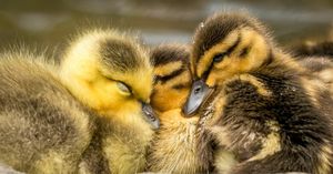 Image post by @animalplanet on Instagram