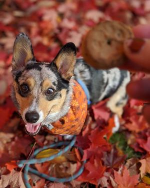 Image post by @triumphpetfood on Instagram