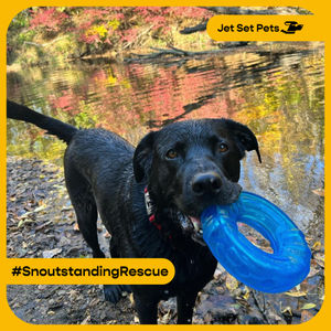 Image post by @jetsetpets on Instagram