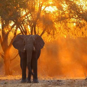Image post by @chiawasafaris on Instagram