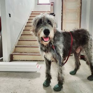 Image post by @thesavannahwolfhound on Instagram