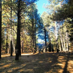 Image post by @nauflagstaff on Instagram