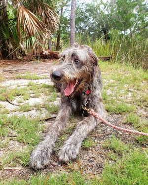 Image post by @thesavannahwolfhound on Instagram