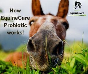 Image post by @equinecareprobiotic on Instagram