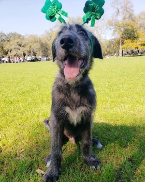 Image post by @thesavannahwolfhound on Instagram