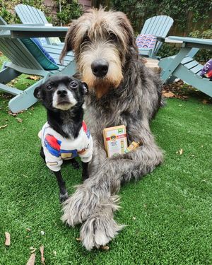 Image post by @thesavannahwolfhound on Instagram