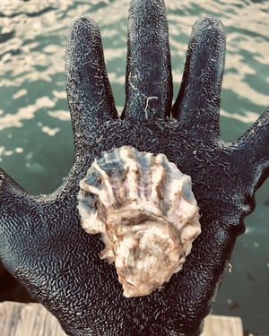 Image post by @toadfishoutfitters on Instagram