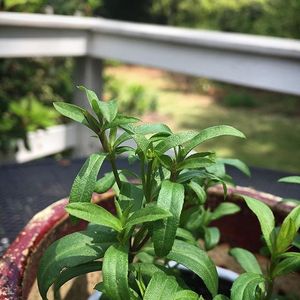 Image post by @bonnieplants on Instagram