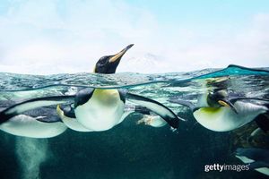 Image post by @gettyimages on Instagram