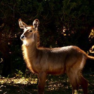 Image post by @chiawasafaris on Instagram