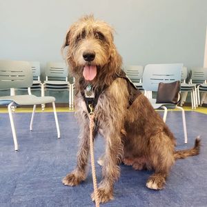 Image post by @thesavannahwolfhound on Instagram