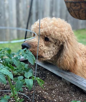 Image post by @bonnieplants on Instagram