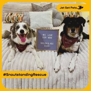 Image post by @jetsetpets on Instagram
