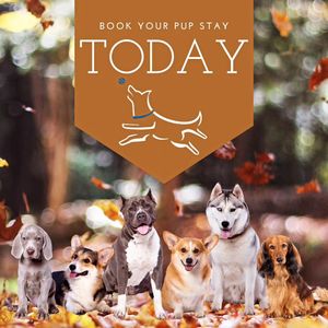 Image post by @alldogsunleashed_clt on Instagram