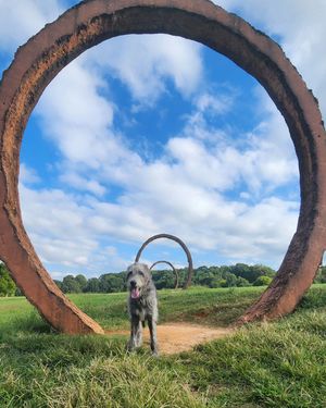 Image post by @thesavannahwolfhound on Instagram