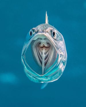 Image post by @discovery on Instagram