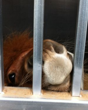 Image post by @snaffle_it on Instagram