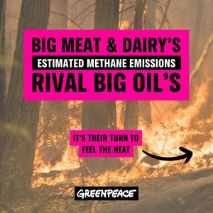 Image post by @greenpeace on Instagram
