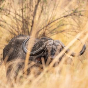 Image post by @chiawasafaris on Instagram