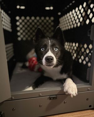 Image post by @tux_the_blue_pomsky on Instagram