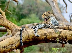 Image post by @chiawasafaris on Instagram