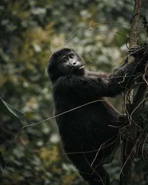 Image post by @animalplanet on Instagram