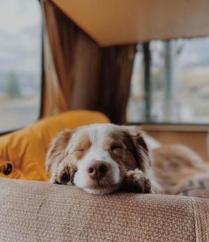 Image post by @evolvepetfood on Instagram