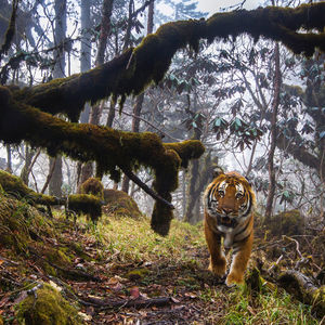 Image post by @animalplanet on Instagram