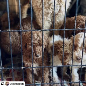 Image post by @ellendegeneres on Instagram