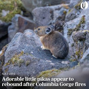 Image post by @theoregonian on Instagram