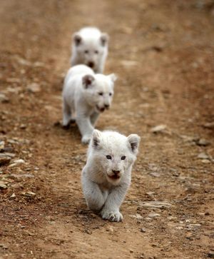 Image post by @discovery on Instagram