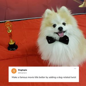 Image post by @dogtopiagr on Instagram