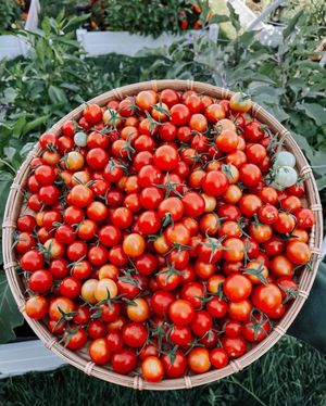 Image post by @bonnieplants on Instagram
