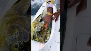 Video post by @blacktiph on YouTube