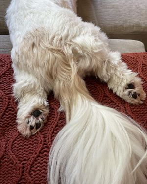 Image post by @evolvepetfood on Instagram