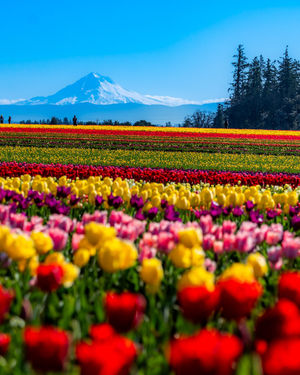 Image post by @theoregonian on Instagram