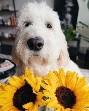 Image post by @evolvepetfood on Instagram