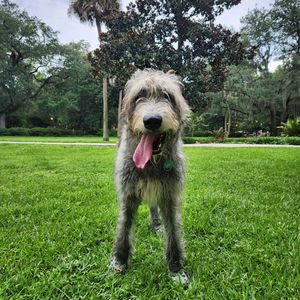 Image post by @thesavannahwolfhound on Instagram