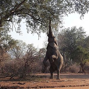 Image post by @chiawasafaris on Instagram