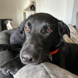 Image post by @whitmanpets on Instagram