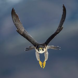 Image post by @animalplanet on Instagram